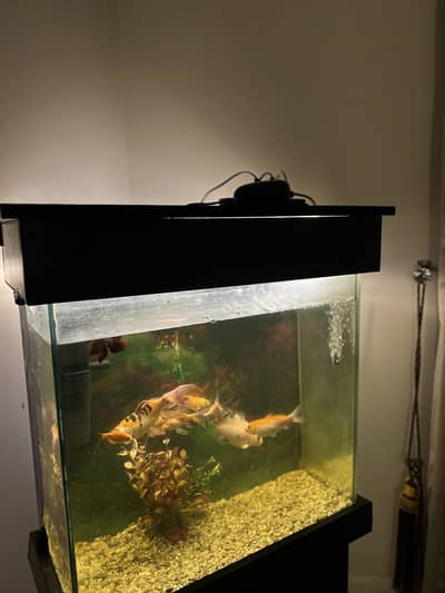 Fish Tank with Major Accessories | For Sale