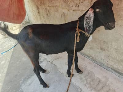 Bakra For Sale