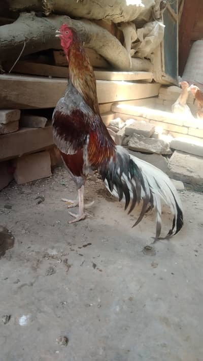 Salayta Mainwali Aseel Male
