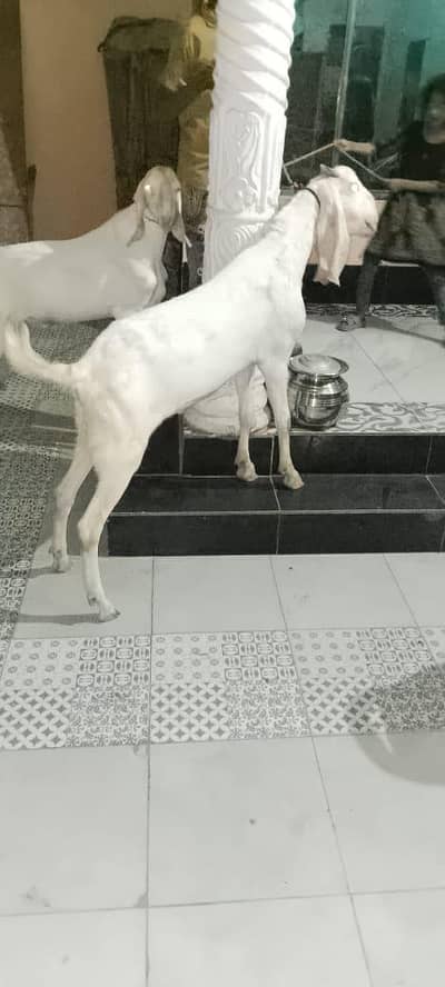 Qurbani ka 3 bakry  munasb Qeemt ma ghra ka pla howa