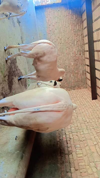JORA FOR SELL BACHRE / QARBANI KA JANWAR