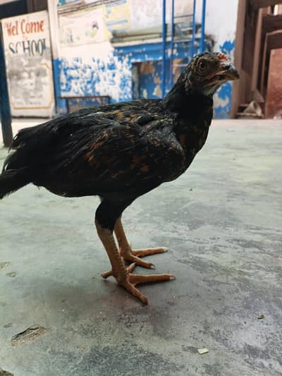 pure desi chick