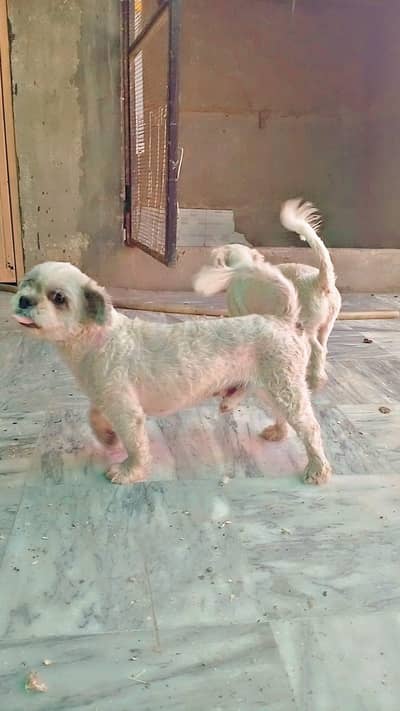 Shih Tzu Pair