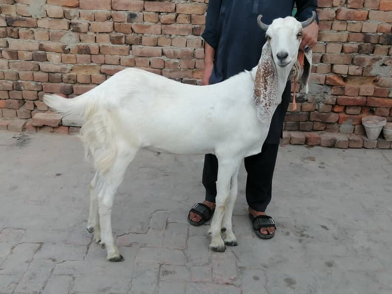2 dant Bachra 5