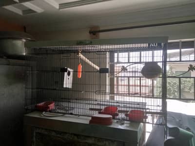 birds cage for sale