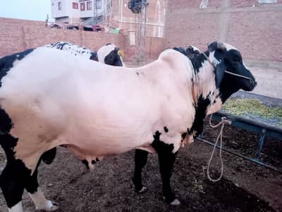 Eid Qurbani Cows for Sale in karachi | Affordable Price from 1.5 lakh
