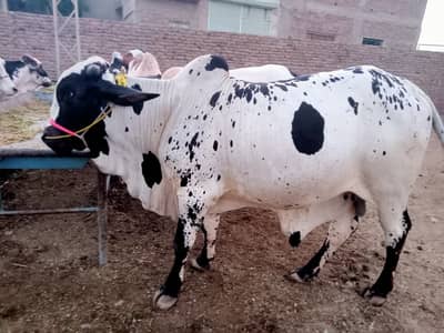 Eid Qurbani Cows for Sale in karachi | Affordable Price from 1.5 lakh