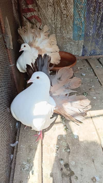 Pigeon