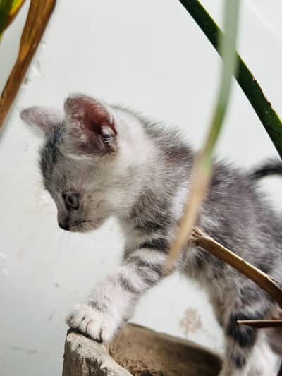 Kitten for sale