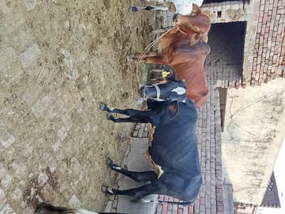 Cows | 2 dant | Jersey Cows | گائے | sahiwal cow | qurbani janwar 2026