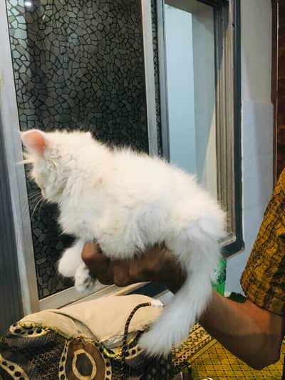 persion Male white