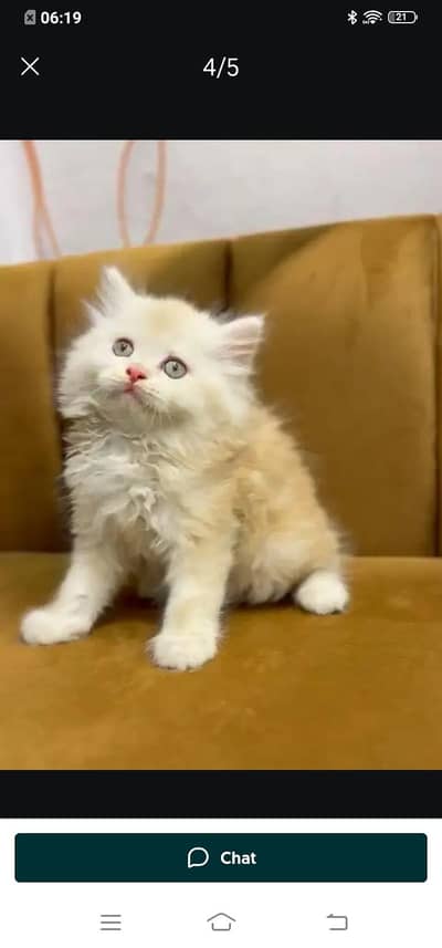 Persian cat for sale male or female my WhatsApp number 03214390746