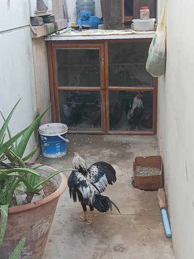 malki nasal ka morga for sale