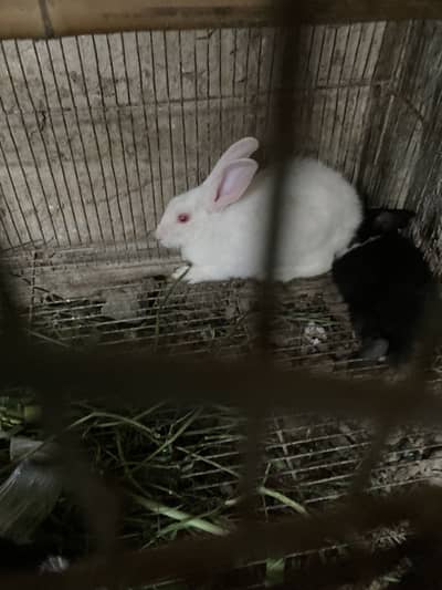 Baby rabbits for sale