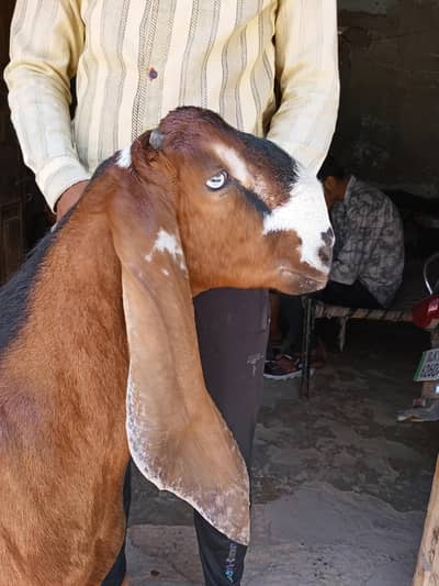 NAGRA Bakra khasi for Qurbani 2026 for sale