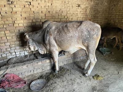 Qurbani bull for sale