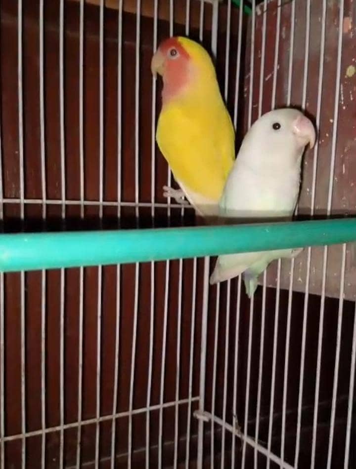 Breeder Pair 0