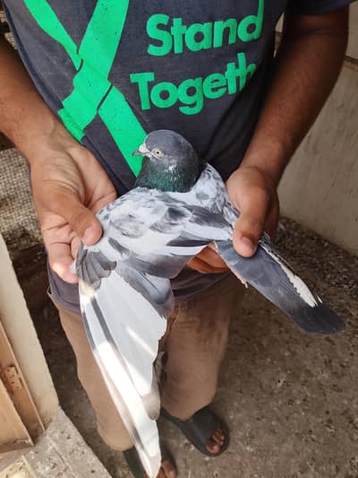 Pigeon for sale in available high quality ka pair hai