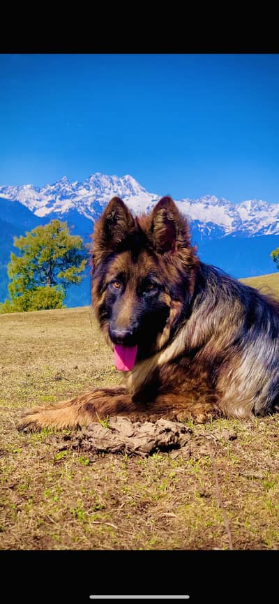 German shepherd long coat