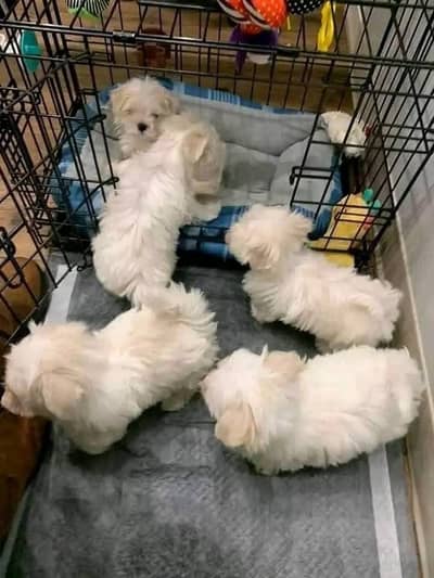 Russian hair dog female male available