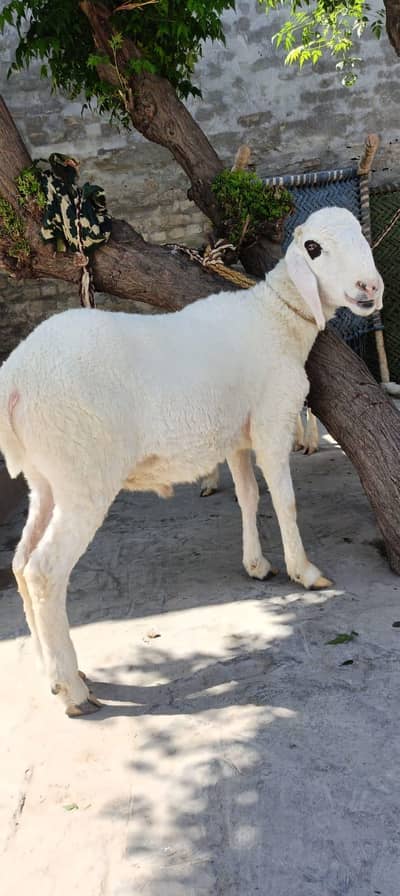 sheep