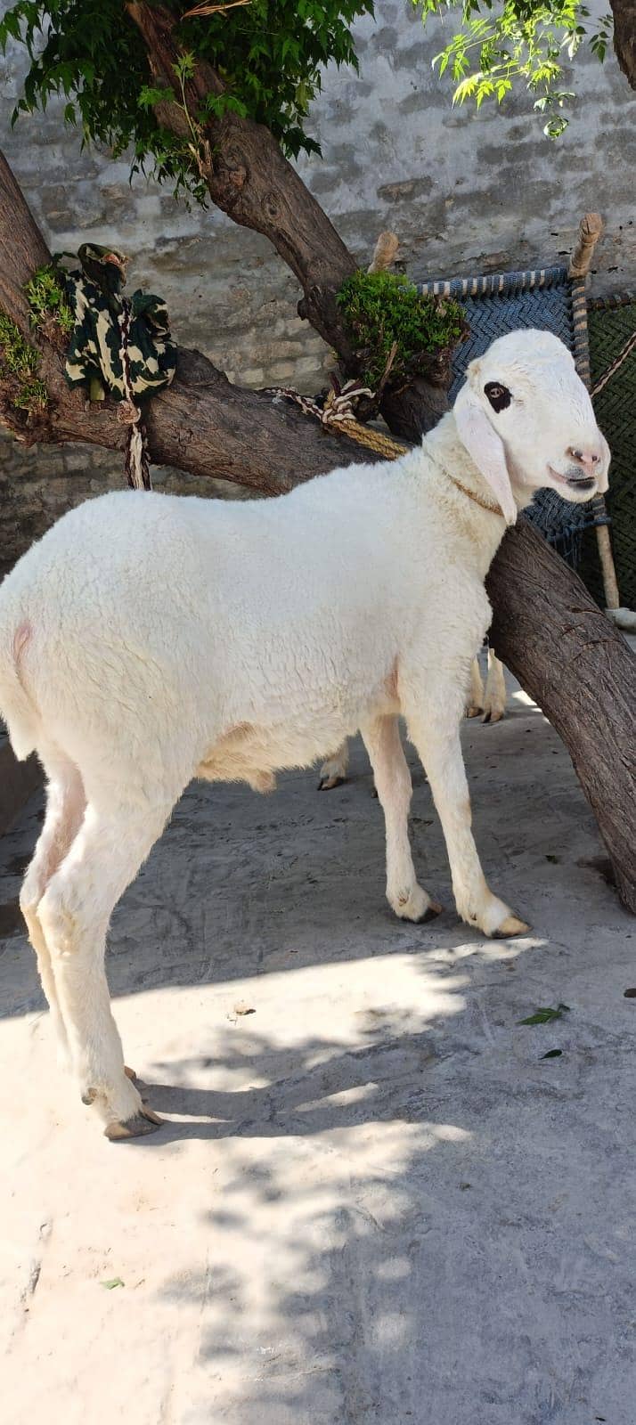 sheep 0