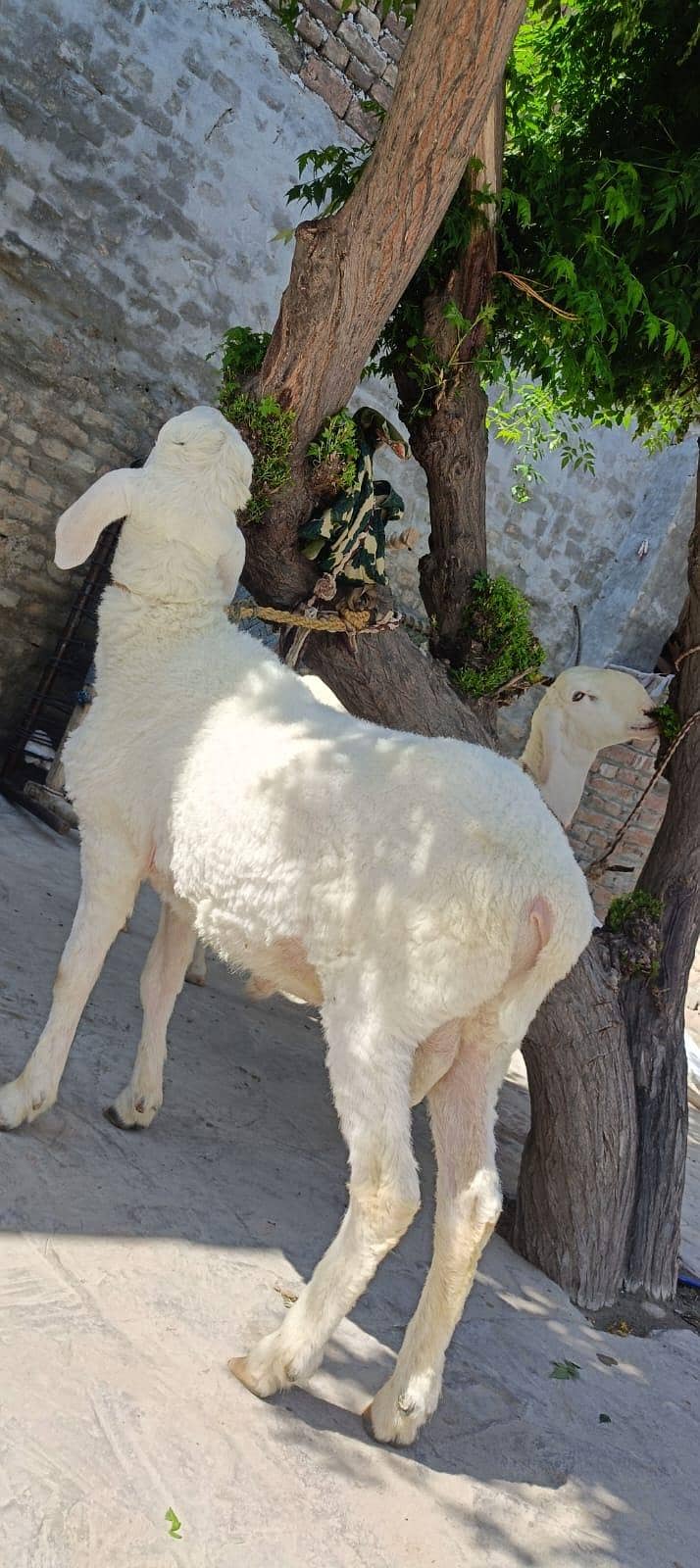 sheep 1