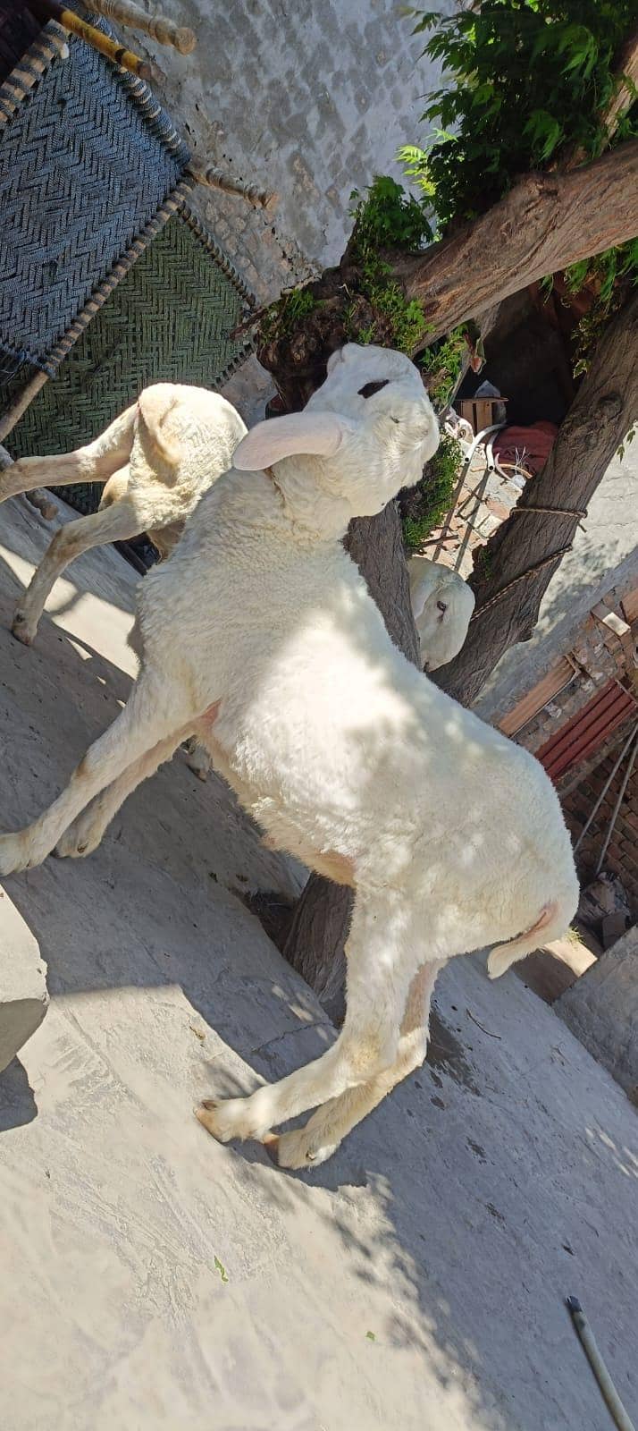 sheep 3