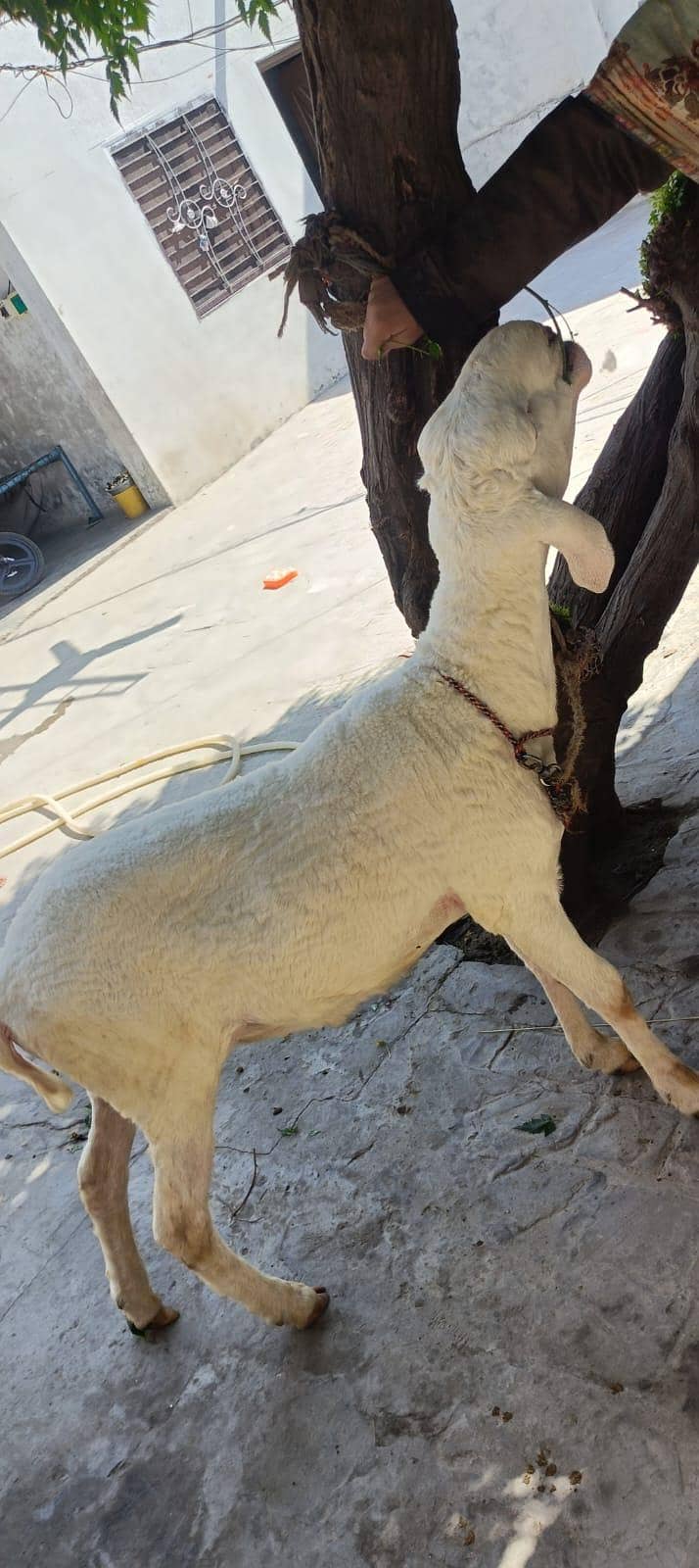 sheep 5