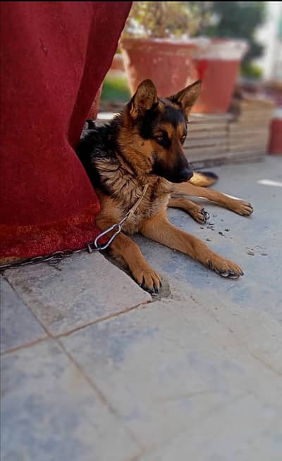 2.5 Year Old Alseshion Dog for Sale