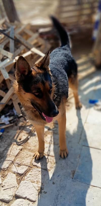 Alseshion Dog for Sale