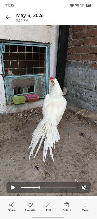 White Shamo, White Thai & White Indian Parrott Beak for sell