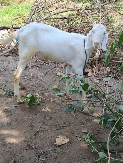Goats | Bkra | Desi Goats | White Bkra | Qurbani Bkra For sale