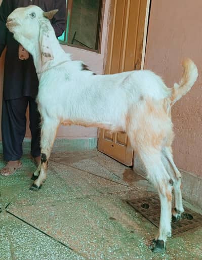 betal Bakra 03498200770