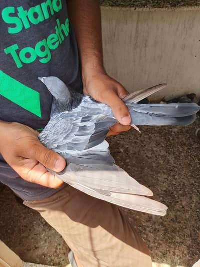 Pigeon for sale in available 2 female hai red eye