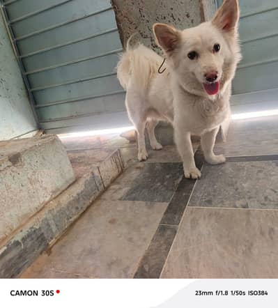 Russian Dog 03075204380