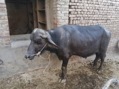 kata for sale qurbani  k ly