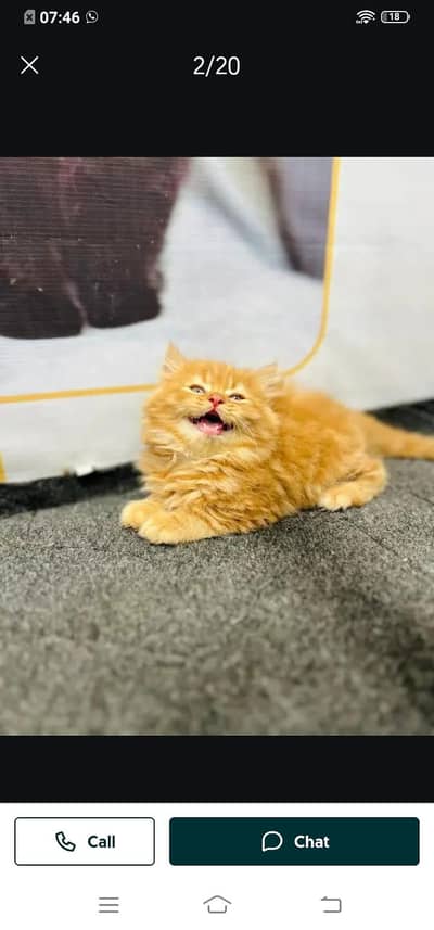 Persian cat for sale male or female 03314372136 my WhatsApp