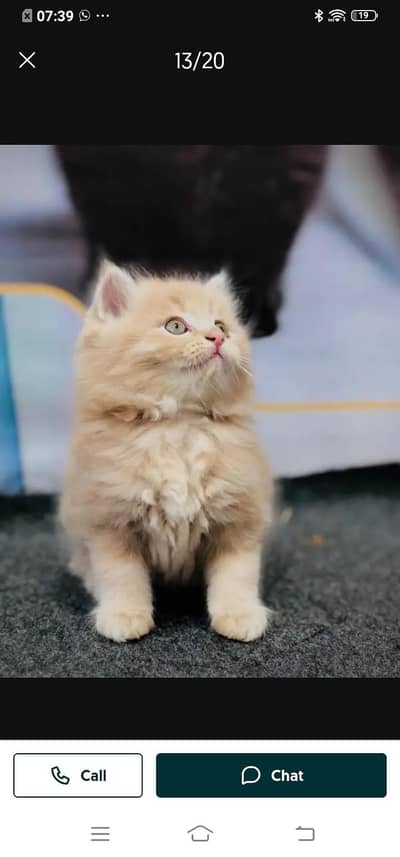 Persian cat for sale male or female 03314372136 my WhatsApp