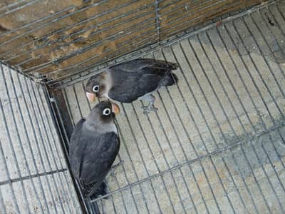 Black Mauve Personata Chicks