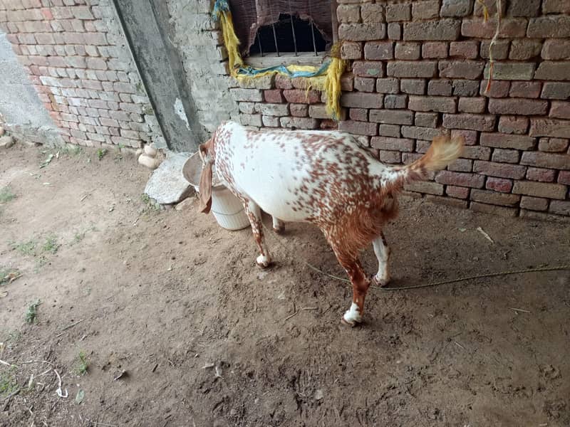 مکھی چینی بکری دو دانت ایک کلو دودھ روز کا ہے 2