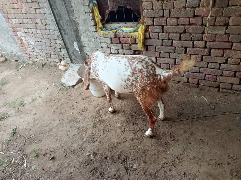 مکھی چینی بکری دو دانت ایک کلو دودھ روز کا ہے 4
