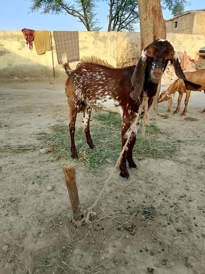 2 male bakre for sale