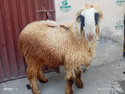 Chatra ( Bakra ) 1.2 lakh