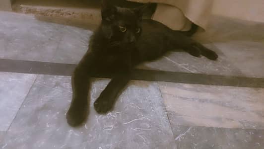 Persian Cats pair 5months