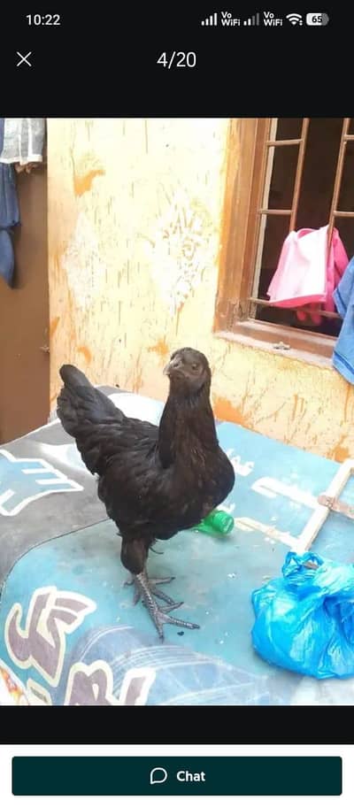 Ayam cemani and molted chochin bantom