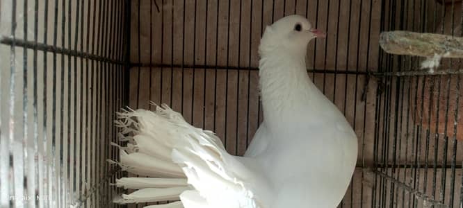 Australian / cocktails / fawn jawa/ lakha kabutar / Dove