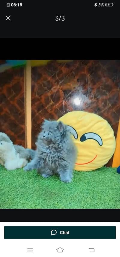Persian cat for sale male or female 03314372136 my WhatsApp