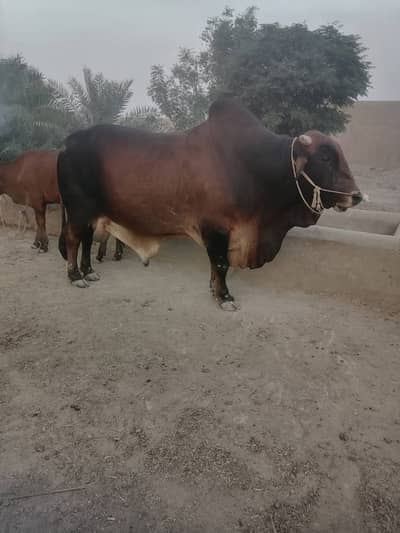 Bull | Bchra | Desi Bchra | Sahiwali Bchra | Qurbani Bull | Wcha