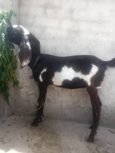 Beetal bakri for sale